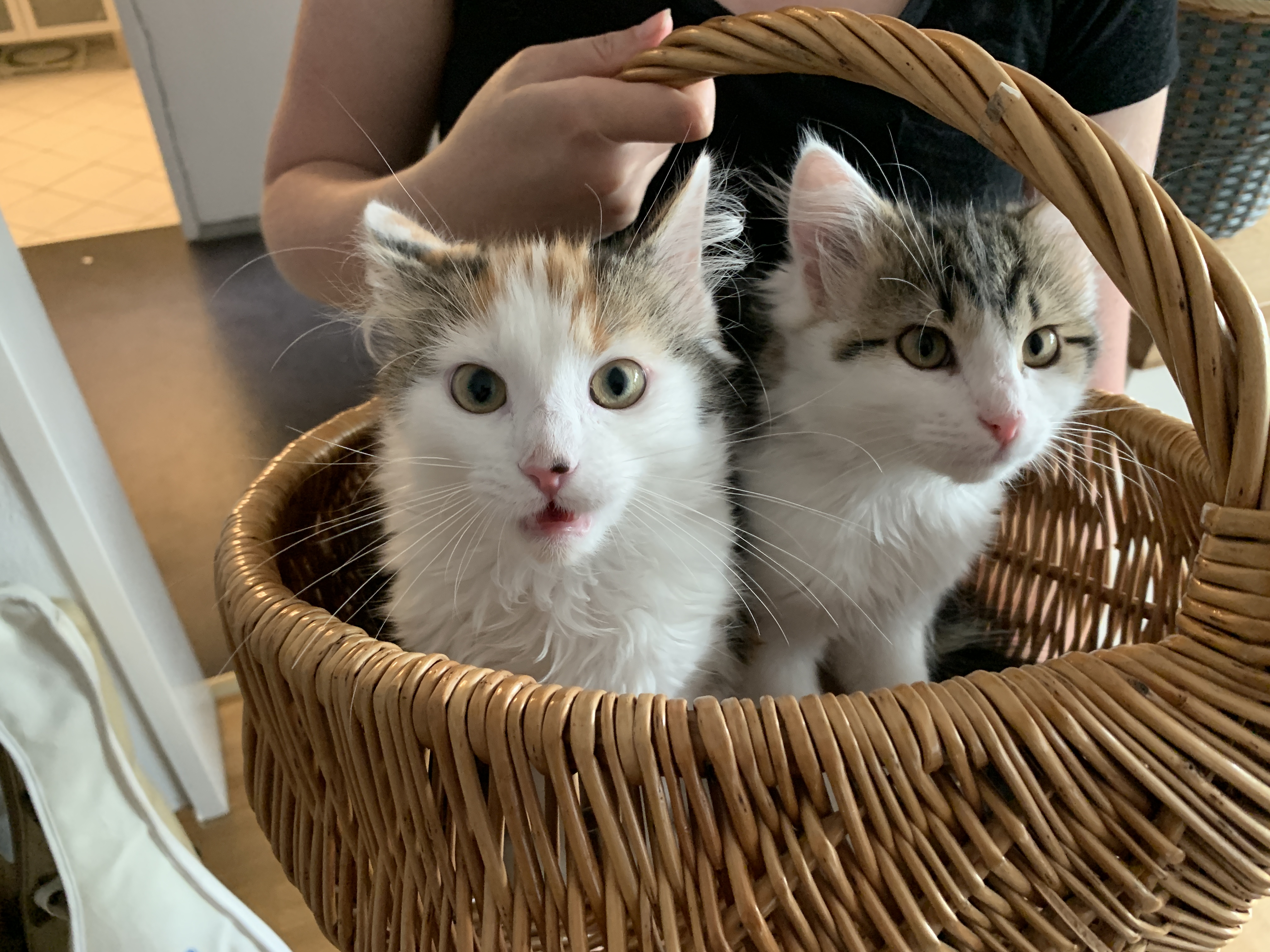 Millie & Coco in a basket